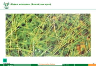 MATERI PENGENDALIAN GULMA EAT XXII 01 APRIL 2011
AA GROUP
1/29/2023 98
Digitaria adscendens (Rumput cakar ayam)
Pengendalian Gulma
 