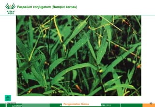 MATERI PENGENDALIAN GULMA EAT XXII 01 APRIL 2011
AA GROUP
1/29/2023 99
Paspalum conjugatum (Rumput kerbau)
Pengendalian Gulma
 