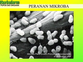PERANAN MIKROBA
Mikrobia di ujung rambut akar tanaman
Mikroba Plant Growth Promoting Rhizobacteria
di permukaan akar
 