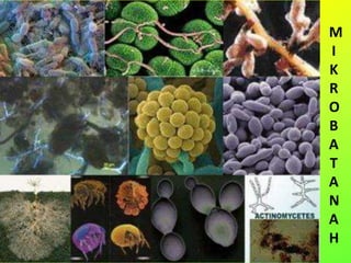 M
I
K
R
O
B
A
T
A
N
A
H
 