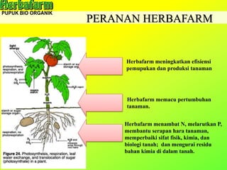 PERANAN HERBAFARM
Herbafarm menambat N, melarutkan P,
membantu serapan hara tanaman,
memperbaiki sifat fisik, kimia, dan
biologi tanah; dan mengurai residu
bahan kimia di dalam tanah.
Herbafarm memacu pertumbuhan
tanaman.
Herbafarm meningkatkan efisiensi
pemupukan dan produksi tanaman
 