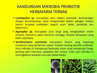 KANDUNGAN MIKROBIA PROBIOTIK
HERBAFARM TERNAK
 Lactobacillus sp. merupakan jenis bakteri probiotik. Berhubungan
dengan kemampuanya untuk menghambat bakteri patogen melalui
sekresi senyawa antibakteri seperti asam laktat, peroksida dan
bakteriosin.
 Aspergillus sp. merupakan jenis fungi yang menghasilkan enzim
selulase mencerna pakan berserat sehingga menjadi komponen yang
lebih sederhana.
 Saccharomyces cereviceae merupakan khamir yang tergolong
eurokariot yang berbentuk seperti bulatan lonjong bersifat probiotik.
Jenis mikroba ini mempunyai beberapa enzim yang mempunyai fungsi
penting yaitu intervase, peptidase dan zimase. Pada sapi mikroba ini
meningkatkan produksi susu dan bobot badan.
 