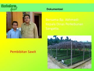 Dokumentasi
Bersama Bp. Akhmadi-
Kepala Dinas Perkebunan
Sangatta.
Pembibitan Sawit
 