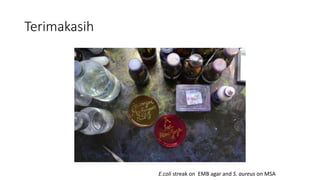 Terimakasih
E.coli streak on EMB agar and S. aureus on MSA
 