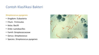 Contoh Klasifikasi Bakteri
Streptococcus pyogenes
• Kingdom: Eubacteria
• Filum: Firmicutes
• Kelas: Bacilli
• Ordo: Lactobacilles
• Famili: Streptococcaceae
• Genus: Streptococcus
• Species: Streptococcus pyogenes
 