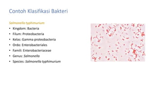 Contoh Klasifikasi Bakteri
Salmonella typhimurium
• Kingdom: Bacteria
• Filum: Proteobacteria
• Kelas: Gamma proteobacteria
• Ordo: Enterobacteriales
• Famili: Enterobacteriaceae
• Genus: Salmonella
• Species: Salmonella typhimurium
 