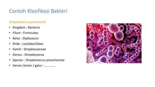 Contoh Klasifikasi Bakteri
Streptococcus pneumonie
• Kingdom : Bacteria
• Filum : Firmicutes
• Kelas : Diplococcic
• Ordo : Lactobacillales
• Famili : Streptoccoceae
• Genus : Streptococcus
• Spesies : Streptococcus pneumoniae
• Varian /strain / galur : ….. …….
 