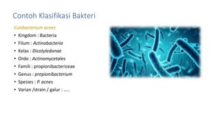 Contoh Klasifikasi Bakteri
Cutibacterium acnes
• Kingdom : Bacteria
• Filum : Actinobacteria
• Kelas : Dicotyledonae
• Ordo : Actinomycetales
• Famili : propionibactericeae
• Genus : prepionibacterium
• Spesies : P. acnes
• Varian /strain / galur : …..
 