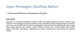 Dasar Pembagian Klasifikasi Bakteri
1. Pewarnaan diferensial / Berdasarkan sifat gram
Gram positif
Golongan ini memiliki peptidoglikan setebal 20-80 nm dengan komposisi terbesar teichoic, asam
teichuroni, dan berbagai macam polisakarida. Asam Teikhoat berfungsi sebagai antigen permukaan
pada Gram positif. Memiliki 40 lembar peptidoglikan pada dinding selnya,dinding sel yang sangat
tebal, dapat bertahan dari aktivitas cairan empedu di dalam usus. Contoh bakteri gram positif
adalah Clostridium perfringens, Staphylococcus aureas, Streptococcus pneumoniae dan Bacillus
subtilis.
 