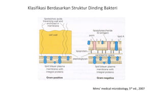 Klasifikasi Berdasarkan Struktur Dinding Bakteri
Mims’ medical microbiology, 5th ed., 2007
 