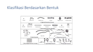 Klasifikasi Berdasarkan Bentuk
 