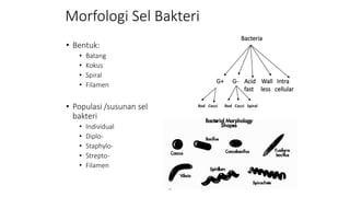 Morfologi Sel Bakteri
• Bentuk:
• Batang
• Kokus
• Spiral
• Filamen
• Populasi /susunan sel
bakteri
• Individual
• Diplo-
• Staphylo-
• Strepto-
• Filamen
G+ G- Acid Wall Intra
fast less cellular
Bacteria
Rod Cocci Rod Cocci Spiral
 