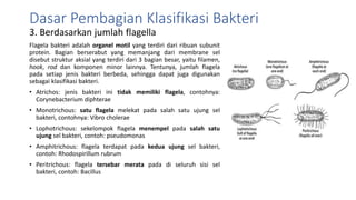 3. Berdasarkan jumlah flagella
Flagela bakteri adalah organel motil yang terdiri dari ribuan subunit
protein. Bagian berserabut yang memanjang dari membrane sel
disebut struktur aksial yang terdiri dari 3 bagian besar, yaitu filamen,
hook, rod dan komponen minor lainnya. Tentunya, jumlah flagela
pada setiap jenis bakteri berbeda, sehingga dapat juga digunakan
sebagai klasifikasi bakteri.
• Atrichos: jenis bakteri ini tidak memiliki flagela, contohnya:
Corynebacterium diphterae
• Monotrichous: satu flagela melekat pada salah satu ujung sel
bakteri, contohnya: Vibro cholerae
• Lophotrichous: sekelompok flagela menempel pada salah satu
ujung sel bakteri, contoh: pseudomonas
• Amphitrichous: flagela terdapat pada kedua ujung sel bakteri,
contoh: Rhodospirillum rubrum
• Peritrichous: flagela tersebar merata pada di seluruh sisi sel
bakteri, contoh: Bacillus
Dasar Pembagian Klasifikasi Bakteri
 