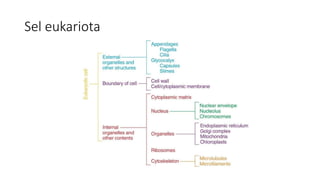 Sel eukariota
 