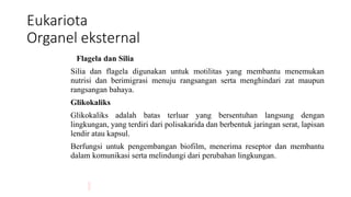 Eukariota
Organel eksternal
Flagela dan Silia
Silia dan flagela digunakan untuk motilitas yang membantu menemukan
nutrisi dan berimigrasi menuju rangsangan serta menghindari zat maupun
rangsangan bahaya.
Glikokaliks
Glikokaliks adalah batas terluar yang bersentuhan langsung dengan
lingkungan, yang terdiri dari polisakarida dan berbentuk jaringan serat, lapisan
lendir atau kapsul.
Berfungsi untuk pengembangan biofilm, menerima reseptor dan membantu
dalam komunikasi serta melindungi dari perubahan lingkungan.
 