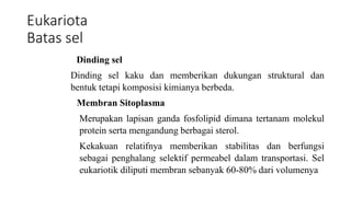 Eukariota
Batas sel
Dinding sel
Dinding sel kaku dan memberikan dukungan struktural dan
bentuk tetapi komposisi kimianya berbeda.
Membran Sitoplasma
Merupakan lapisan ganda fosfolipid dimana tertanam molekul
protein serta mengandung berbagai sterol.
Kekakuan relatifnya memberikan stabilitas dan berfungsi
sebagai penghalang selektif permeabel dalam transportasi. Sel
eukariotik diliputi membran sebanyak 60-80% dari volumenya
 