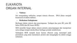 EUKARIOTA
ORGAN INTERNAL
● Nukleus
Inti mengandung nukleolus, tempat sintesis ribosom. DNA diatur menjadi
kromosom di dalam nukleus.
● Retikulum Endoplasma
Berfungsi dalam sintesis dan penyimpanan. Terdapat dua jenis RE yaitu RE
halus (SER) dan RE kasar (RER).
SER memiliki fungsi dalam sintesis protein, penyimpangan dan transportasi
serta sebagai tempat detoksifikasi berbagai produk metabolisme.
Sedangkan RER nampak kasar karena ribosom yang menempel pada
permukaan yang akan mensintesis protein dan mengangkut ke dalam rongga
retikulum.
 