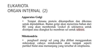 EUKARIOTA
ORGAN INTERNAL (2)
Apparatus Golgi
• Tempat dimana protein dikumpulkan dan dikemas
untuk dipindahkan. Badan golgi akan menerima bahan dari
RE yang akan membentuk vesikel di sekitarnya untuk
disimpan atau diangkut ke membran sel untuk sekresi.
Mitokondria
• penghasil energi sel yang jika dilihat menggunakan
mikroskop cahaya mitokondria akan tampak seperti
partikel bulat atau memanjang yang tersebar di sitoplasma.
 