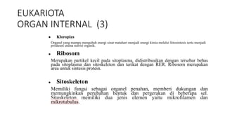 EUKARIOTA
ORGAN INTERNAL (3)
● Kloroplas
Organel yang mampu mengubah energi sinar matahari menjadi energi kimia melalui fotosintesis serta menjadi
produsen utama nutrisi organik.
● Ribosom
Merupakan partikel kecil pada sitoplasma, didistribusikan dengan tersebar bebas
pada sitoplasma dan sitoskeleton dan terikat dengan RER. Ribosom merupakan
area untuk sintesis protein.
● Sitoskeleton
Memiliki fungsi sebagai organel penahan, memberi dukungan dan
memungkinkan perubahan bentuk dan pergerakan di beberapa sel.
Sitoskeleton memiliki dua jenis elemen yaitu mikrofilamen dan
mikrotubulus.
 