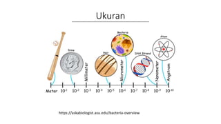 Ukuran
https://askabiologist.asu.edu/bacteria-overview
 