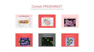 Contoh PROKARIOT
Staphylococcus
aureus
Streptococcuss
pneumoniae Cyanobacteria
Eubacteria
Salmonella enterica
Archaebacteria
 