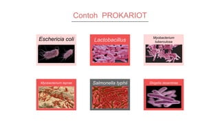 Contoh PROKARIOT
Eschericia coli Lactobacillus
Myobacterium
tuberculosa
Myobacterium leprae Salmonella typhii Shigella desentriae
 