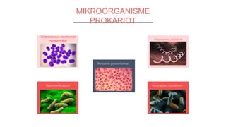 MIKROORGANISME
PROKARIOT
Pasteurella pestis
Neisseria gonorrhoeae
Clostridium botulinum
Treponema pallidum
Streptococcus neumoniae
=pneumokok
 