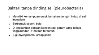 Bakteri tanpa dinding sel (pleurobacteria)
● Memiliki kemampuan untuk bertahan dengan hidup di sel
inang lain
● Berbentuk seperti bola
● Di lingkungan dengan konsentrasi garam yang terlalu
tinggi/rendah -> mudah terbunuh
● E.g: mycoplasma, ureaplasma
 