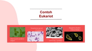 Naegleria fowleri
( Slime Molds )
Macrocystis pyrifera
(algae)
Toxoplasma gondii
( Protozoa )
Saccharomyces
cereviciae, Candida
sp. ( Fungi )
Contoh
Eukariot
 