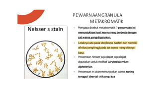 PEWARNAANGRANULA
METAKROMATIK
- Mengapa disebut metakromatik ? pewarnaan ini
menunjukkan hasil warna yang berbeda dengan
zat warna yangdigunakan.
- Letaknya ada pada sitoplasma bakteri dan memliki
afinitas yang tinggi pada zat warna yang sifatnya
basa.
- Pewarnaan Neisser juga dapat juga dapat
digunakan untuk melihat Corynebacterium
diphtheriae.
- Pewarnaan ini akan menunjukkan warna kuning
tengguli disertai titik ungu tua
 