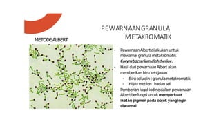 PEWARNAANGRANULA
METAKROMATIK
METODE ALBERT
- Pewarnaan Albert dilakukan untuk
mewarnai granula metakromatik
Corynebacterium diphtheriae.
- Hasil dari pewarnaan Albert akan
memberikan biru kehijauan
- Biru toluidin :granula metakromatik
- Hijau metilen :badan sel
- Pemberian lugol iodine dalam pewarnaan
Albert berfungsi untuk memperkuat
ikatan pigmen pada objek yangingin
diwarnai
 