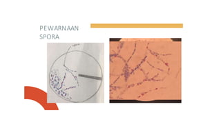 PEWARNAAN
SPORA
 