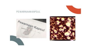 PEWARNAANKAPSUL
 