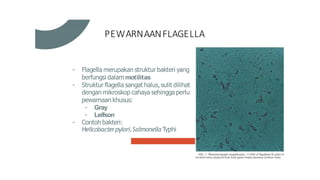 PEWARNAANFLAGELLA
- Flagella merupakan struktur bakteri yang
berfungsi dalam motilitas
- Struktur flagella sangat halus,sulit dilihat
dengan mikroskop cahaya sehingga perlu
pewarnaan khusus:
- Gray
- Leifson
- Contoh bakteri:
Helicobacterpylori,Salmonella Typhi
 