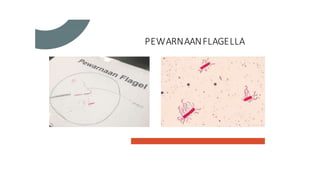 PEWARNAANFLAGELLA
 