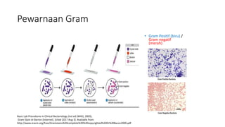 • Gram Positif (biru) /
Gram negatif
(merah)
Basic Lab Procedures in Clinical Bacteriology 2nd ed (WHO, 2003),
Gram Stain dr Barron [Internet]. [cited 2017 Aug 3]. Available from:
http://www.scacm.org/free/Gramstains%20complete%20%20copyrighted%20Dr%20Baron2009.pdf
Pewarnaan Gram
 