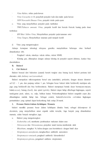 · Virus Rabies, rabies pada hewan
· Virus Coxsackie A-16, penyebab penyakit kaki dan mulut pada hewan
· NDV/Newcastle Disease Virus, penyakit tetelo pada ayam
c. Virus yang menyebabkan penyakit pada tumbuhan
· TMV/Tabacco amosaic Virus, penyakit kerdil dan bercak-=bercak kuning pada daun
tembakau
· BYV/Beet Yellow Virus, Menyebabkan penyakit pada tanaman aster
· Virus Tungro, Menyebabkan tanaman padi menjadi kerdil
d. Virus yang menguntungkan
Adanya kemajuan teknologi rekayasa genetika menyebabkan beberapa virus berhasil
dimanfaatkan sbb.
· Penghasil vaksin, misalnya vaksin rabies, vaksin MMR.
· Kloning gen, diharapkan dengan adanya kloning ini penyakit seperti disbetes, kanker bisa
disembuhkan.
B. Bakteri
1. Ciri Bakteri
Bakteri berasal dari bakterion (yunani) berarti tongkat atau batang kecil, bakteri pertama kali
ditemuka oleh Anthony van Leewenhoek.
Bakteri merupakan mikroorganisme bersel satu (uniseluler), prokariot, dengan ukuran diameter
sel 0,5 – 1 µm, dan panjang sekitar 1 µm. Sebagian besar bakteri tidak berklorofil, meskipun ada
juga yang berklorofil dan bisa berfotosintesis. Bakteri mempunyai bentuk dasar bermacam-macam;
bulat(coccus), batang (basil), dan spiral (spirila). Bakteri dapat hidup diberbagai lingkungan, seperti
tanah,gurun pasir, udara, es, salju, bahkan lautan. Perkembangbiakan bakteri sangatlah cepat jika
dibandingkan makluk hidup lain. Sebagai contoh, bakteriEscherichia coli dalam lingkungan
pertumbuhan yang optimal dapat berkembang biak setiap 20 menit.
2. Peranan Bakteri dalam Kehidupan Manusia
bakteri memiliki peranan besar dalam kehidupan dimuka bumi, sebagai dekomposer di
ekosistem, yang menyebabkan unsur organik selalu tersedia. Juga banyak yang dimanfaatkan
manusia, selain banyak merugikan juga.
a. Bakteri yang menguntungkan
· Escherichia coli, membantu pembusukan makanan dalam usus
· Nitrococcus dan Nitrosomonas, penyubur tanah karena membentuk nitrit
· Rhizobium, mengikat N2 bebas dengan cara bersimbiosis dengan bintil akar
· Streptomyces aureofacien, menghasilkan antibiotik aureomisin
· Streptomyces venezuele, penghasil antibiotik kloramfenikol
· Streptomyces griceus, pengahasil antibioto streptomisin
 