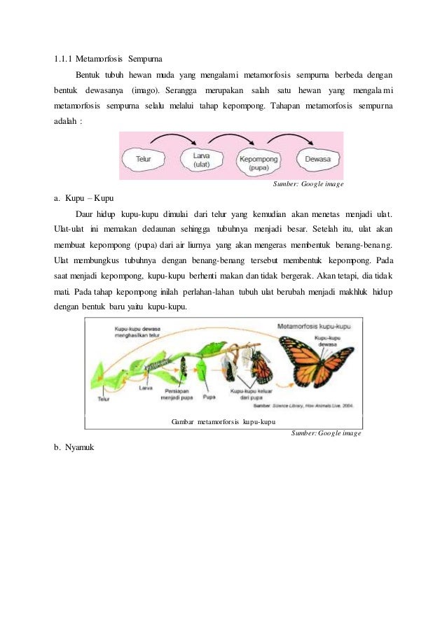 Materi ipa siklus hidup  makhluk hidup 