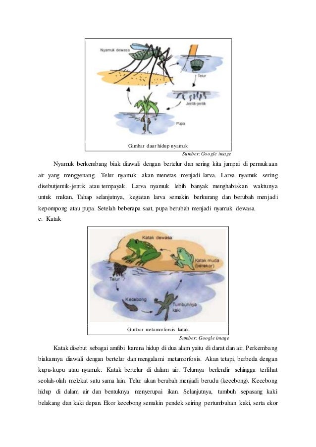 Materi Ipa Siklus Hidup Makhluk Hidup