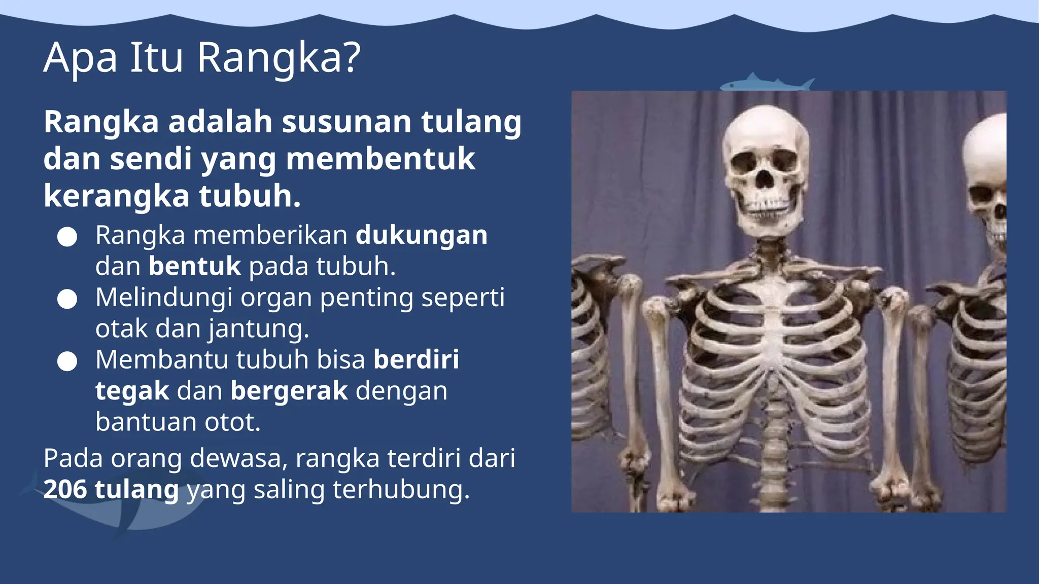 Materi IPAS (Rangka, Sendi, dan Otot).pptx