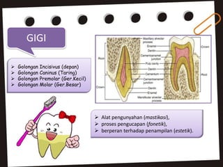GIGI
 Alat pengunyahan (mastikasi),
 proses pengucapan (fonetik),
 berperan terhadap penampilan (estetik).
 Golongan Incisivus (depan)
 Golongan Caninus (Taring)
 Golongan Premolar (Ger.Kecil)
 Golongan Molar (Ger.Besar)
 
