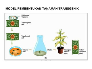 Materi Kuliah Bioteknologi dan Rekayasa Genetika.ppt