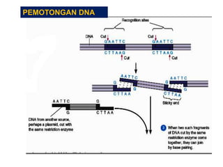 Materi Kuliah Bioteknologi dan Rekayasa Genetika.ppt