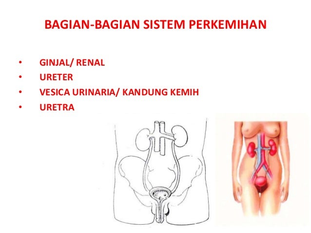 kebutuhan dasar manusia kebutuhan dasar manusia