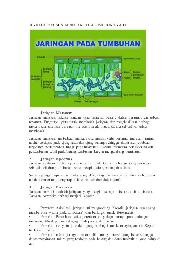 Materi lengkap sel  hewan  dan  sel  tumbuhan beserta 