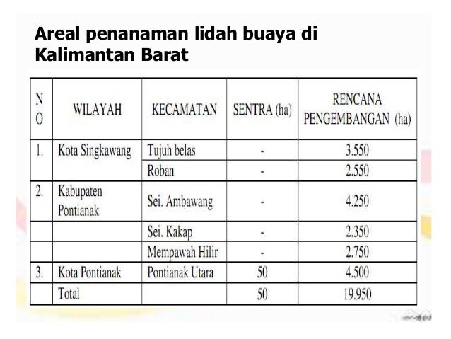 LIDAH BUAYA ALOEVERA 