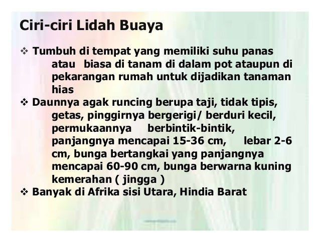 Lidah Buaya Aloevera