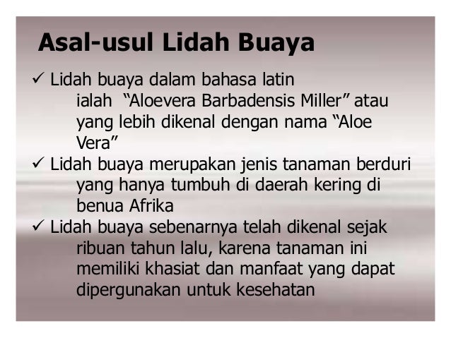 Lidah Buaya Aloevera