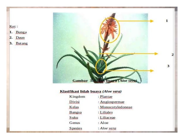 Lidah Buaya Aloevera