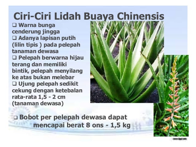  LIDAH  BUAYA  ALOEVERA 